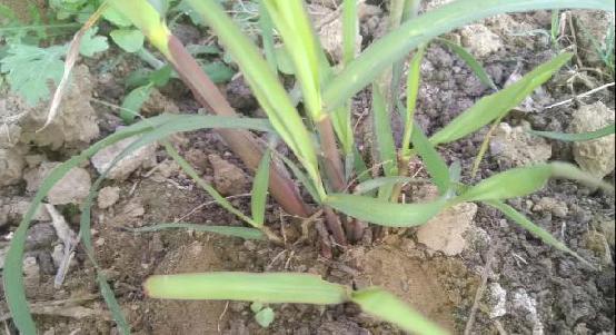 Sugarcane Less Tillering 0