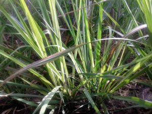 Sugarcane Less Tillering 1