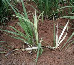 Sugarcane Less Tillering 2