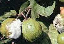 Fruit rot