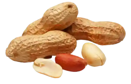 Groundnut