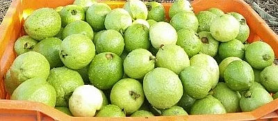 Guava Yield