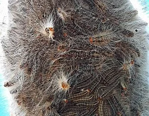 Hairy Caterpillar