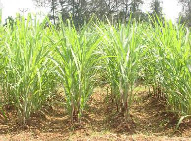Sugarcane Less Tillering 3