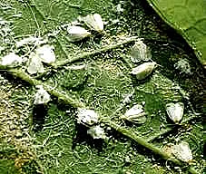 Whitefly