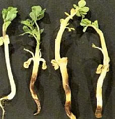 Seed borne diseases