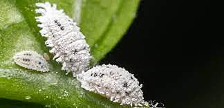 Custard Apple Mealy bugs 4