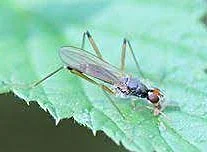 Ginger Rhizome fly 3