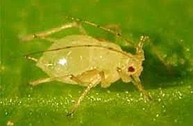 Aphids