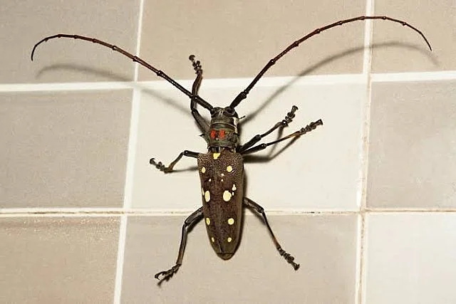 Long horn beetle