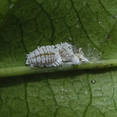 Mealy bugs