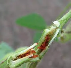 सोयाबीन तना छेदक मक्खी 4