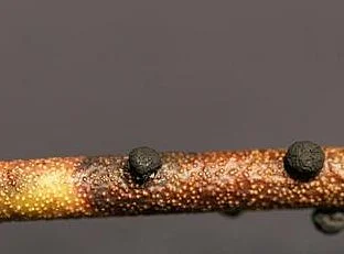 Twig canker